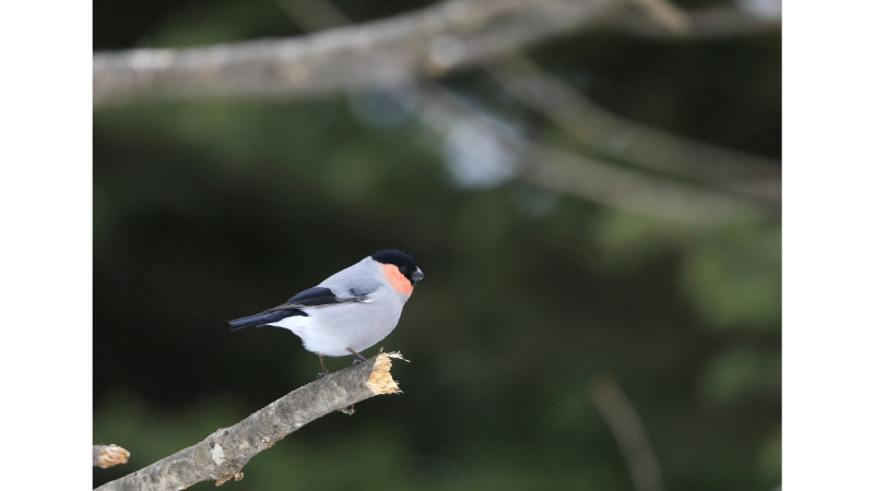 うそと言う名の鳥の写真　美しいうそ