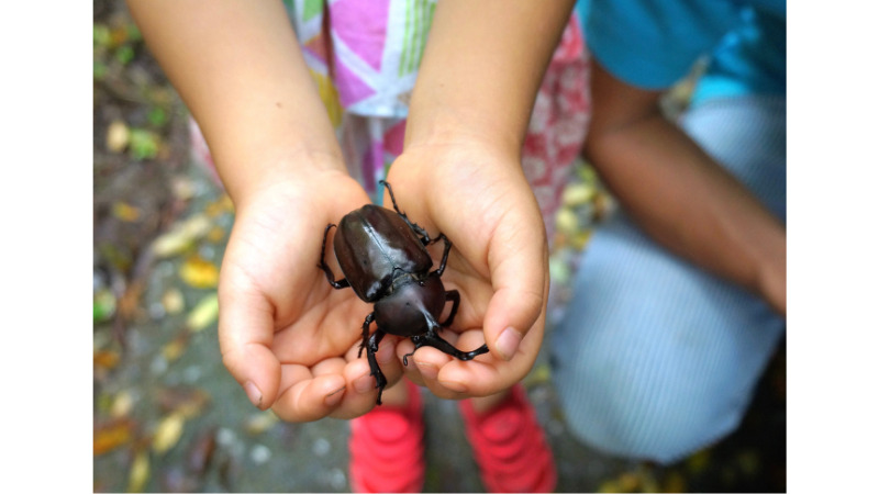 子どもの手のひらにカブトムシ1匹